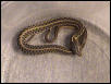 E. Garter 2