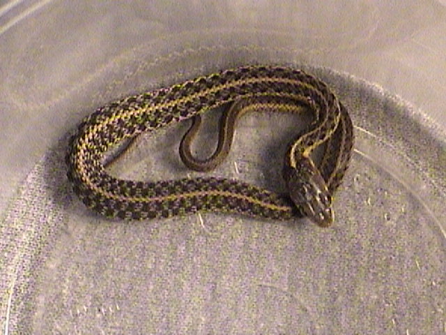E. Garter 2