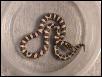 E. Milk w/kinked tail