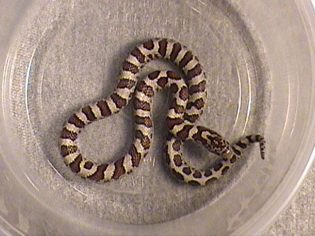E. Milk w/kinked tail