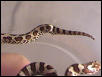 kinked tail 1