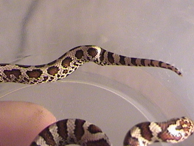 kinked tail 1