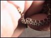 kinked tail 2