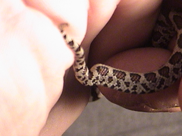 kinked tail 2