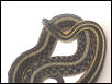 Green eastern garter