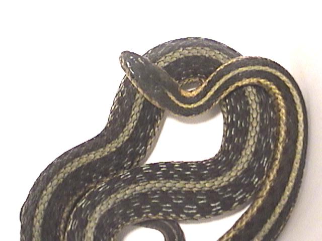 Green eastern garter