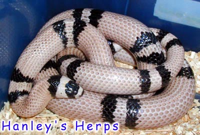 Anery Honduran?