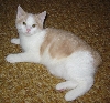 Kitten Fred, at 3 1/2 months