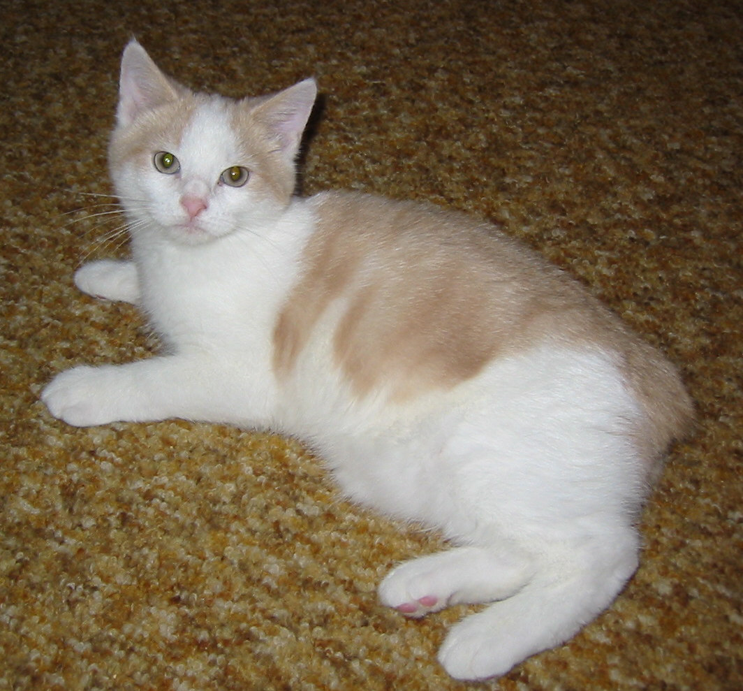 Kitten Fred, at 3 1/2 months