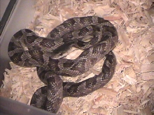 Brindle Black Rat Snake