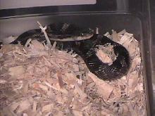Brindle Black Rat Snake 2