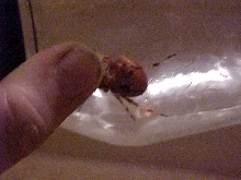 unknown spider?