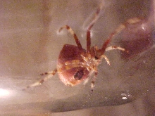 underside of same spider
