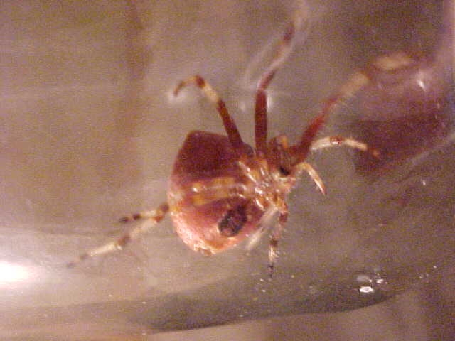 underside of same spider