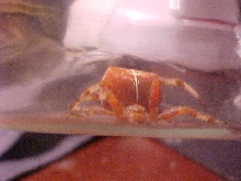 unknown spider?