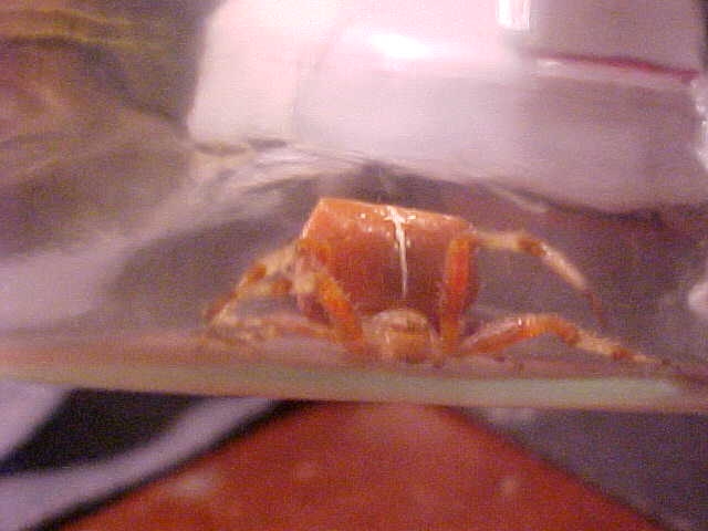 unknown spider?