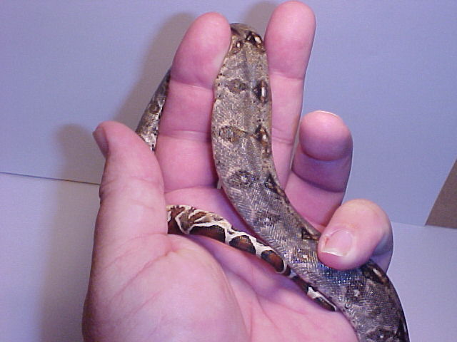 type II het