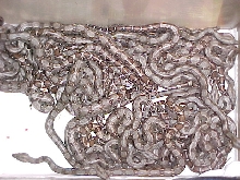anery litter