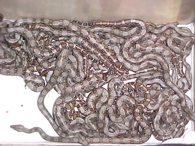 anery litter