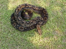 type II mama