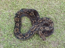 type II mama
