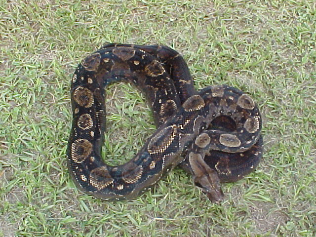 type II mama