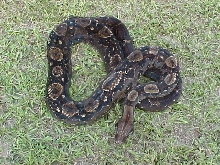 type II mama