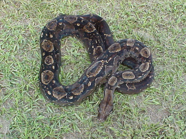 type II mama