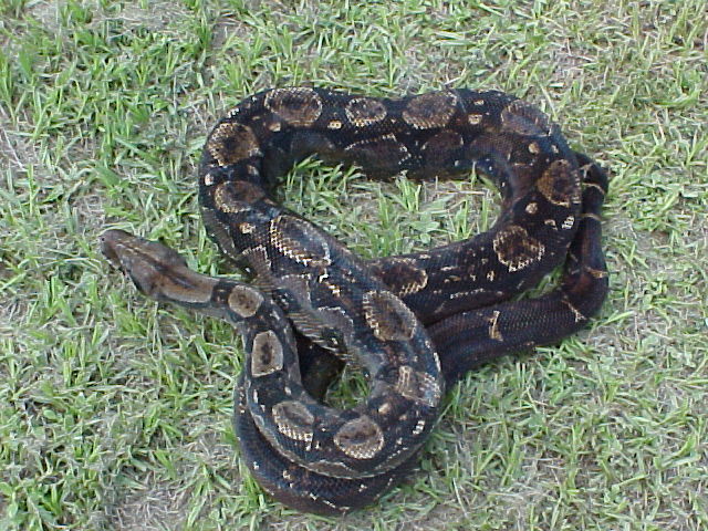 type II mama