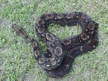 type II mama