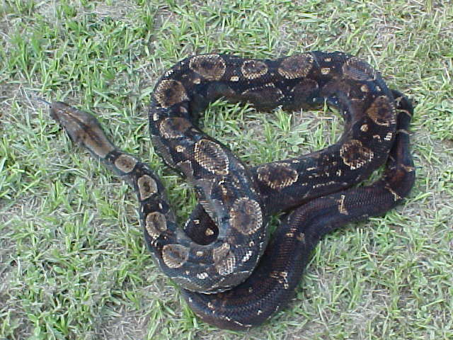 type II mama