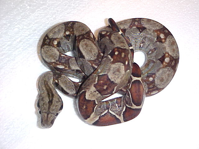 type II het