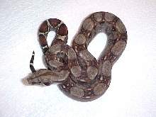 type II het