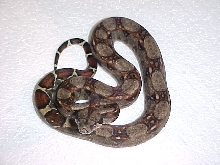 type II het