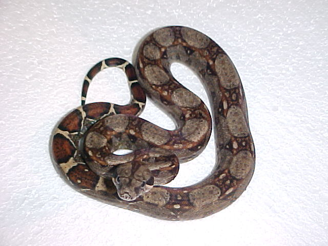type II het