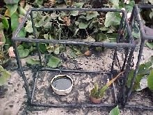 Frog cage