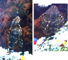Bloated Pleco