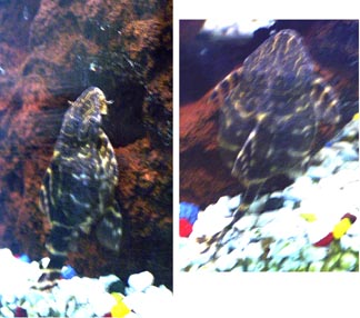 Bloated Pleco