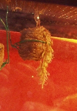 Mantids