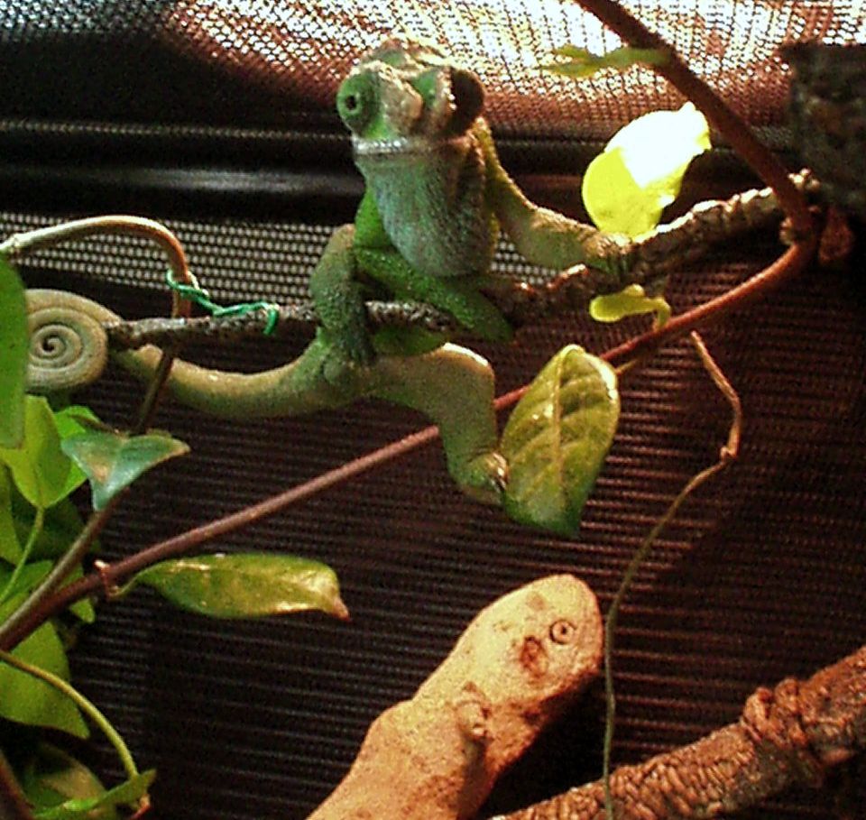Bender Chillin Out