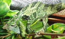 Amazing colors!