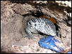 Varanus Ornatus
