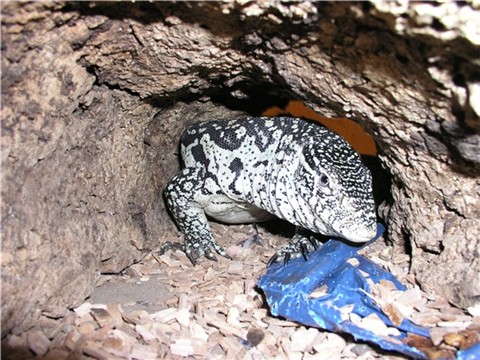 Varanus Ornatus