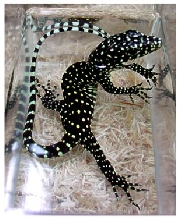 New species from Irian Jaya