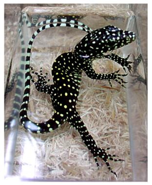 New species from Irian Jaya