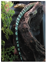 New varanus from Irian Jaya