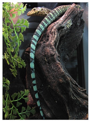 New varanus from Irian Jaya