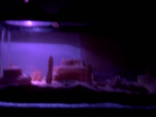 Night Light