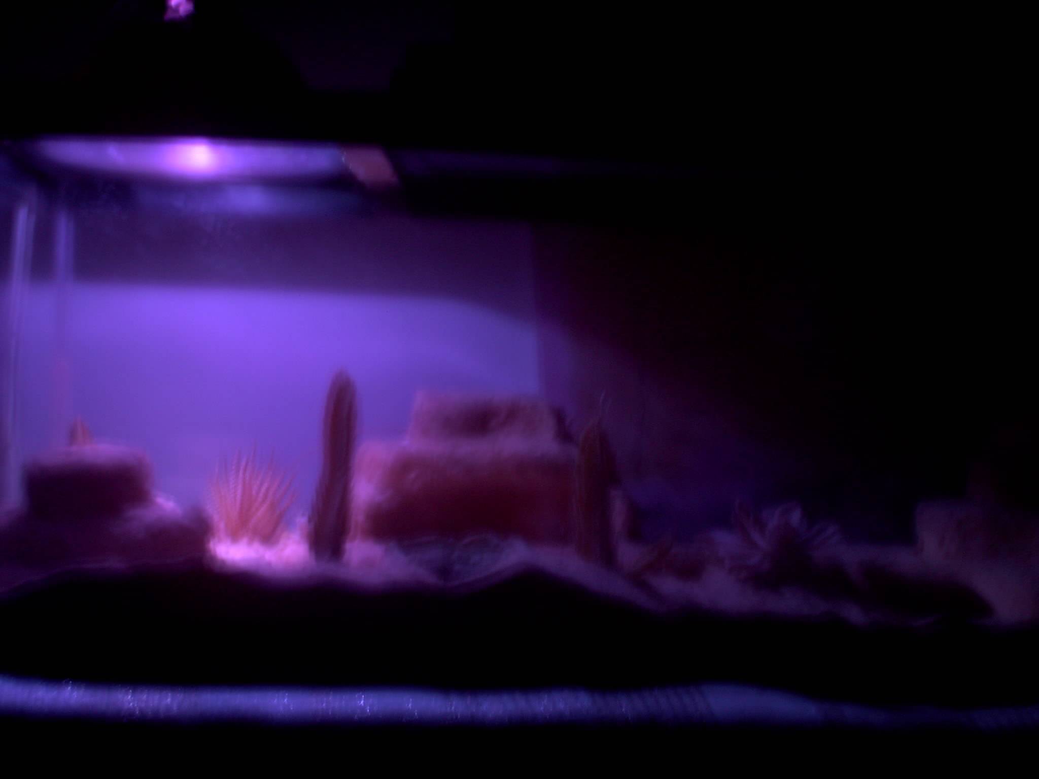 Night Light
