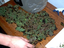 Moss like stuff